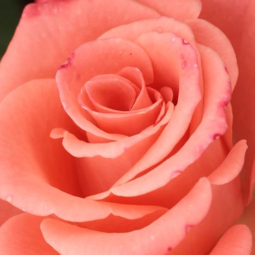 Rosa Bettina™ 78 - trandafir cu parfum discret - Trandafir copac cu trunchi înalt - cu flori teahibrid - roz - Alain Meilland - coroană dreaptă - Este un trandafir de strat excelent, decorativ,cu flori de culori intense. Înfloreşte foarte bogat.